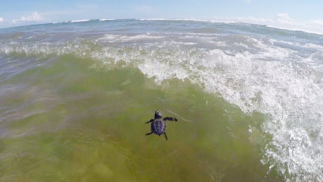 Saving Sea Turtles: Preventing Extinction Documentary